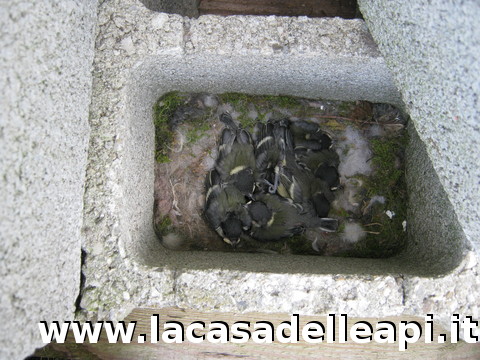 Nido di cinciallegra